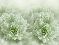 Floral light green background. A bouquet of purple peonies flowers. Close-up. Flower composition. Royalty Free Stock Photo