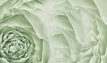 Floral light green background. Pink roses and petals flowers. Close-up. Flower composition. Royalty Free Stock Photo