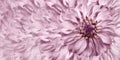 Floral light pink background. A bouquet of pink flowers dahlias. Close-up. floral collage. Flower composition. Royalty Free Stock Photo