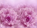 Floral light pink background. A bouquet of purple peonies flowers. Close-up. Flower composition. Royalty Free Stock Photo