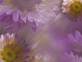 Floral light pink-white beautiful background of daisy. Wallpapers of flowers pink-yellow Chamomile. Flower composition. Royalty Free Stock Photo