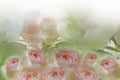 Floral light pink-white-green background of roses. A bouquet of fresh light pink roses after the rain. Close-up. Royalty Free Stock Photo