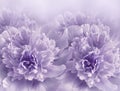 Floral  light  purple background. A bouquet of   purple  peonies  flowers.  Close-up.  Flower composition. Royalty Free Stock Photo