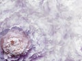 Floral light purple background. Flowers and peony petals. Close-up. . Flower composition. Royalty Free Stock Photo