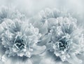 Floral light turquoise background. A bouquet of purple peonies flowers. Close-up. Flower composition. Royalty Free Stock Photo
