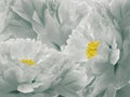 Floral light turquoise background. Flowers and petals of a light turquoise peonies close up. Royalty Free Stock Photo