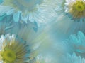 Floral light turquoise-white beautiful background of daisy. Wallpapers of flowers yellow Chamomile. Flower composition. Royalty Free Stock Photo