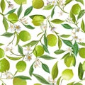 Floral Lime Seamless Pattern, Vector Citrus Fruits, Flowers, Leaves, Limes Branches Texture. Tropical Lemons Royalty Free Stock Photo