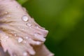 Floral macro with rain drops, soft pastel colors. Exotic garden closeup Royalty Free Stock Photo