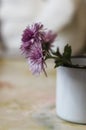 Floral minimalism.Little chrysanthemums.