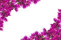 Floral mockup. Beautiful pink bougainvillia flowers isolated on white background. Space for your text. Top view. Flat lay. Royalty Free Stock Photo