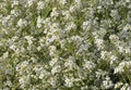 Floral natural background. Many small white flowers with a yellow center and juicy green shoots Royalty Free Stock Photo