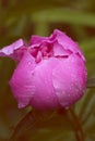 Pink wet peony flower petals with water drops Royalty Free Stock Photo