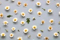 floral natural background, small cute daisies on a blue backdrop, top view.