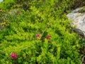 Floral natural beautiful green background with pink flowers Royalty Free Stock Photo