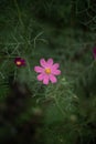 Floral natural beauty blossom lavender color petals of garden flower spring time blossom in atmospheric vertical photography Royalty Free Stock Photo