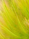 Floral natural grass textured background