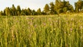 Floral natural panoramic banner. beautiful flower meadow on the background of the forest in the rays of the setting sun. nature Royalty Free Stock Photo