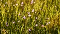 Floral natural panoramic banner. beautiful flower meadow in the rays of the setting sun. nature background summer, selective focus Royalty Free Stock Photo