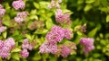 Floral natural panoramic banner. beautiful pink inflorescences of spirea flowers close-up. bright light green leaves of the bush.