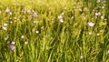 Floral natural panoramic banner. beautiful purple wild bellflower flowers on a background of green grass. selective focus Royalty Free Stock Photo