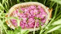 Floral natural panoramic banner. cute wicker basket with pink rose hips, small roses on a background of green foliage. collection Royalty Free Stock Photo