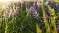 Floral natural panoramic banner. purple flowers in green grass. beautiful wild flowers in a forest glade close-up in the sunset Royalty Free Stock Photo