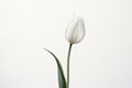 Spring green petal tulip, beautiful flower in white background, isolated plant nature 