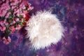 Floral newborn digital background on violet. Composite for baby photography Royalty Free Stock Photo