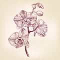 Floral orchid hand drawn