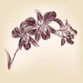 Floral orchid hand drawn vector