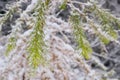 Summer season green leafs of a fir tree and white snow