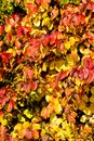 Fall foliage image of autumn leaves in red, yellow, green and orange on a sunny bright day Royalty Free Stock Photo