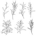 Floral outline collection. Branch and minimalist flowers. Hand drawn continuous line herbs, elegant leaves.