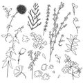 Floral outline collection. Branch and minimalist flowers. Hand drawn continuous line herbs, elegant leaves.