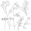 Floral outline collection. Branch and minimalist flowers. Hand drawn continuous line herbs, elegant leaves.