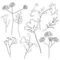 Floral outline collection. Branch and minimalist flowers. Hand drawn continuous line herbs, elegant leaves.