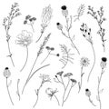 Floral outline collection. Branch and minimalist flowers. Hand drawn continuous line herbs, elegant leaves.