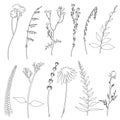 Floral outline collection. Branch and minimalist flowers. Hand drawn continuous line herbs, elegant leaves.