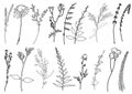 Floral outline collection. Branch and minimalist flowers. Hand drawn continuous line herbs, elegant leaves.