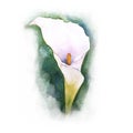 Floral painted arum calla lily illustration with background Ink and watercolor painting.