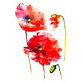 Floral painted poppy  illustration with white background  Ink and watercolor painting. Royalty Free Stock Photo