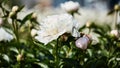 Floral panoramic banner. beautiful white peony on a blurred background close-up. white butterfly sits on a flower. Summer mood