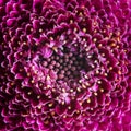 Floral pattern close-up, macro photography of purple gerbera flower Royalty Free Stock Photo