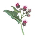 Flowers - Pink Burdock on the white background. Medical plant.