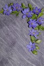 Floral pattern corner - flowers of liverwort