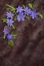 Floral pattern corner - flowers of liverwort