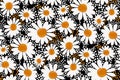 Floral pattern in daisies flowers on a dark black background with polka dots. Chamomile print. Seamless vector texture. Royalty Free Stock Photo