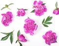 Floral pattern made of pink peony flowers and leaves isolated on white background. Flat lay. Royalty Free Stock Photo