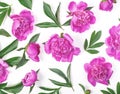 Floral pattern made of pink peony flowers and leaves isolated on white background. Flat lay Royalty Free Stock Photo